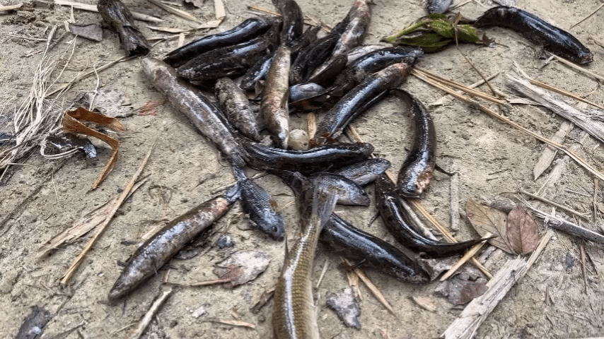 Fish Disease in Kamgbunli - Accra Daily Post Fish Disease in Kamgbunli